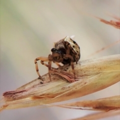 Phoroncidia sextuberculata (Six-knobbed Phoroncidia) at Aranda, ACT - 4 Jan 2023 by CathB