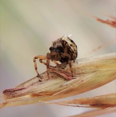 Phoroncidia sextuberculata (Six-knobbed Phoroncidia) at Aranda, ACT - 4 Jan 2023 by CathB