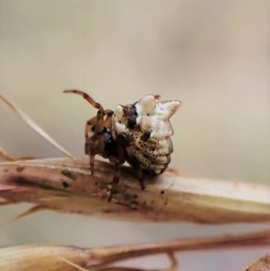 Phoroncidia sextuberculata at Aranda, ACT - 4 Jan 2023