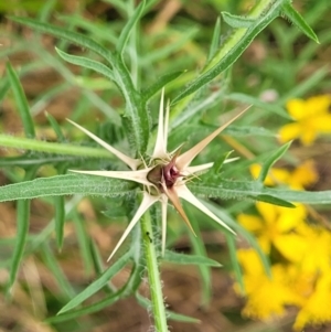 Centaurea calcitrapa at Pialligo, ACT - 4 Jan 2023 09:31 AM