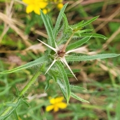 Centaurea calcitrapa at Pialligo, ACT - 4 Jan 2023 09:31 AM