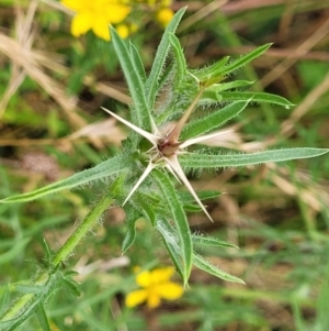 Centaurea calcitrapa at Pialligo, ACT - 4 Jan 2023 09:31 AM