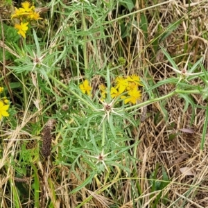 Centaurea calcitrapa at Pialligo, ACT - 4 Jan 2023 09:31 AM