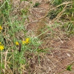 Centaurea calcitrapa at Pialligo, ACT - 4 Jan 2023 09:31 AM