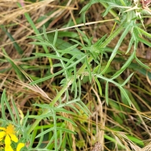 Centaurea calcitrapa at Pialligo, ACT - 4 Jan 2023 09:31 AM