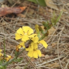 Lasioglossum (Parasphecodes) sp. (genus & subgenus) (Halictid bee) at Wingello - 1 Jan 2023 by GlossyGal