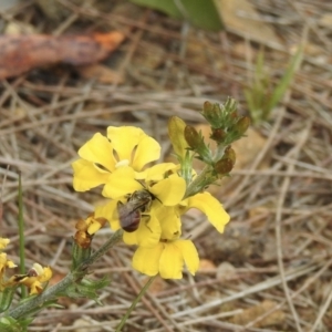 Lasioglossum (Parasphecodes) sp. (genus & subgenus) at Wingello, NSW - 1 Jan 2023 01:14 PM