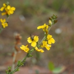 Lasioglossum (Parasphecodes) sp. (genus & subgenus) at Wingello, NSW - 1 Jan 2023 01:14 PM