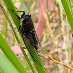 Yoyetta australicta (Southern Ticking Ambertail) at Pialligo, ACT - 4 Jan 2023 by trevorpreston