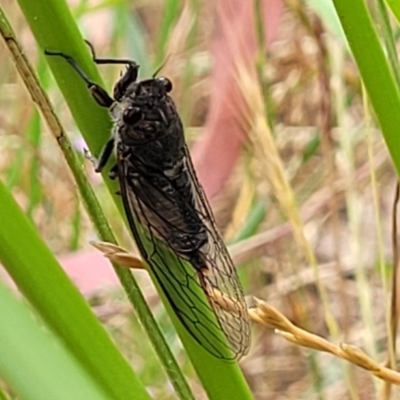 Yoyetta australicta (Southern Ticking Ambertail) at Pialligo, ACT - 4 Jan 2023 by trevorpreston