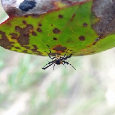 Snellenia lineata (A concealer moth) at Denman Prospect 2 Estate Deferred Area (Block 12) - 31 Dec 2022 by Miranda