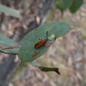 Snellenia lineata at Molonglo Valley, ACT - 31 Dec 2022