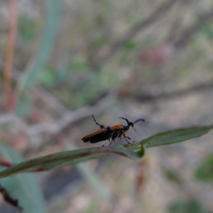 Snellenia lineata at Molonglo Valley, ACT - 31 Dec 2022 04:44 PM