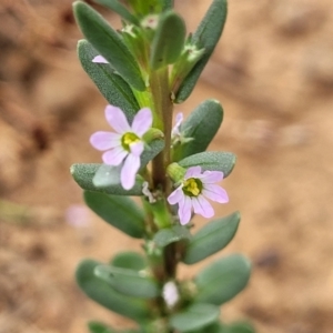 Lythrum hyssopifolia at Pialligo, ACT - 4 Jan 2023 09:12 AM