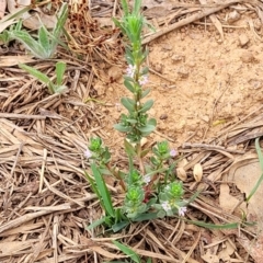 Lythrum hyssopifolia at Pialligo, ACT - 4 Jan 2023