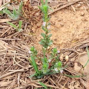 Lythrum hyssopifolia at Pialligo, ACT - 4 Jan 2023 09:12 AM