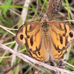 Heteronympha merope (Common Brown Butterfly) at Pialligo, ACT - 4 Jan 2023 by trevorpreston