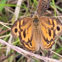 Heteronympha merope at Pialligo, ACT - 4 Jan 2023 09:07 AM