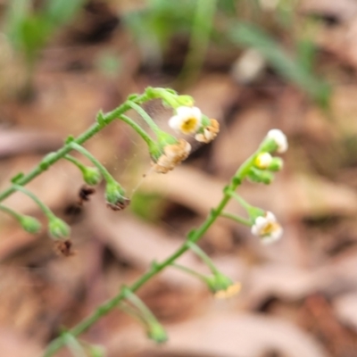 Hackelia suaveolens (Sweet Hounds Tongue) at Pialligo, ACT - 3 Jan 2023 by trevorpreston