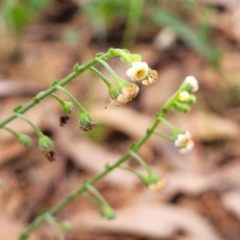 Hackelia suaveolens at Pialligo, ACT - 4 Jan 2023