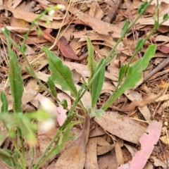 Hackelia suaveolens at Pialligo, ACT - 4 Jan 2023