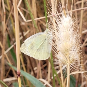 Pieris rapae at Pialligo, ACT - 4 Jan 2023