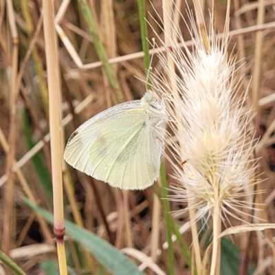 Pieris rapae (Cabbage White) at Pialligo, ACT - 4 Jan 2023 by trevorpreston