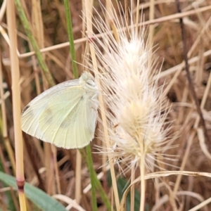 Pieris rapae at Pialligo, ACT - 4 Jan 2023