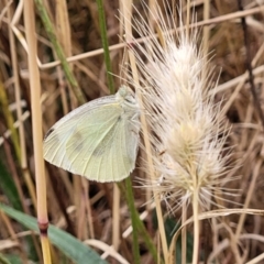 Pieris rapae at Pialligo, ACT - 4 Jan 2023 09:03 AM