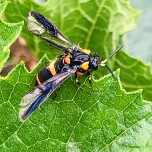 Pterygophorus cinctus at Bundanoon, NSW - 30 Dec 2022