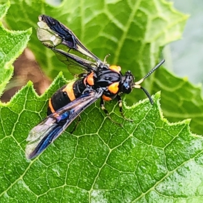 Pterygophorus cinctus (Bottlebrush sawfly) at Bundanoon - 30 Dec 2022 by Daisy