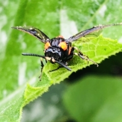 Pterygophorus cinctus at Bundanoon, NSW - 30 Dec 2022