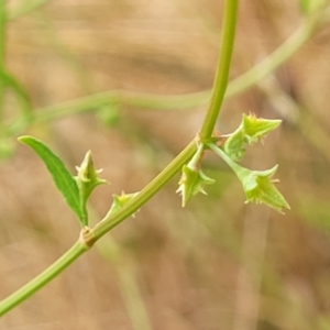 Rumex brownii at Pialligo, ACT - 4 Jan 2023