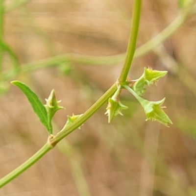Rumex brownii (Slender Dock) at Pialligo, ACT - 4 Jan 2023 by trevorpreston