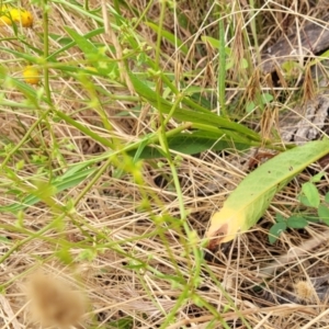 Rumex brownii at Pialligo, ACT - 4 Jan 2023