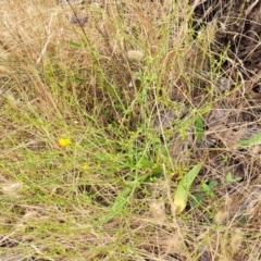 Rumex brownii at Pialligo, ACT - 4 Jan 2023