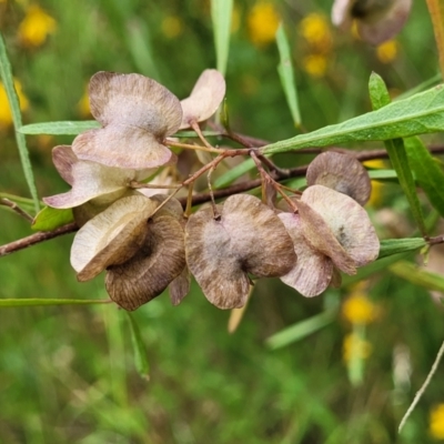 Dodonaea viscosa (Hop Bush) at Pialligo, ACT - 4 Jan 2023 by trevorpreston