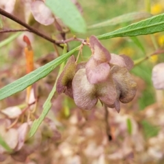 Dodonaea viscosa at Pialligo, ACT - 4 Jan 2023