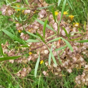 Dodonaea viscosa at Pialligo, ACT - 4 Jan 2023