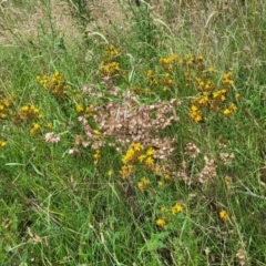 Dodonaea viscosa at Pialligo, ACT - 4 Jan 2023