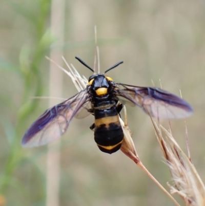 Pterygophorus cinctus (Bottlebrush sawfly) at Aranda Bushland - 3 Jan 2023 by CathB
