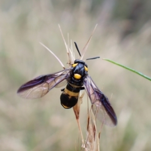 Pterygophorus cinctus at Molonglo Valley, ACT - 4 Jan 2023