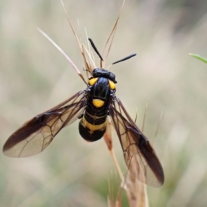 Pterygophorus cinctus at Molonglo Valley, ACT - 4 Jan 2023