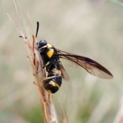 Pterygophorus cinctus at Molonglo Valley, ACT - 4 Jan 2023