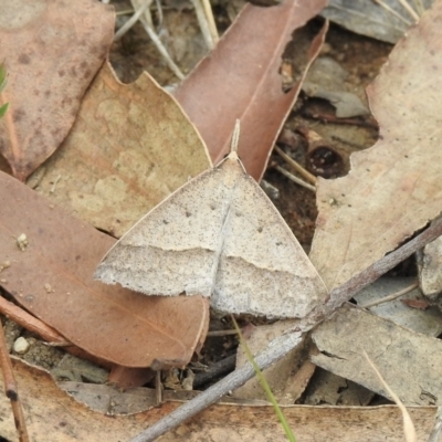 Epidesmia hypenaria (Long-nosed Epidesmia) at Wingecarribee Local Government Area - 1 Jan 2023 by GlossyGal