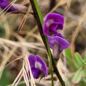 Glycine tabacina at Pialligo, ACT - 4 Jan 2023