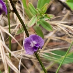 Glycine tabacina at Pialligo, ACT - 4 Jan 2023