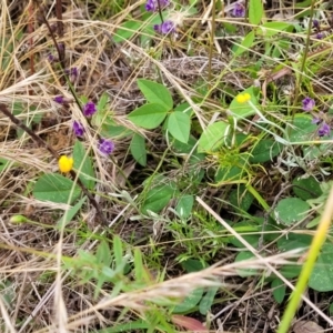 Glycine tabacina at Pialligo, ACT - 4 Jan 2023 08:46 AM