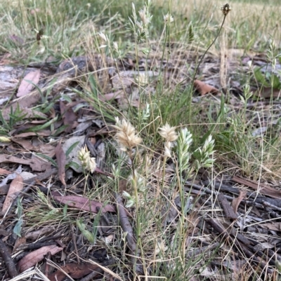 Rytidosperma carphoides (Short Wallaby Grass) at Higgins Woodland - 24 Dec 2022 by MattM