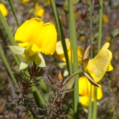 Gompholobium minus (Dwarf Wedge Pea) at Sassafras, NSW - 29 Nov 2022 by RobG1